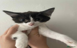 Snowshoe cats for sale: 🐾Gorgeous Kittens Ready for Forever Homes 🏡✨ - Image 7