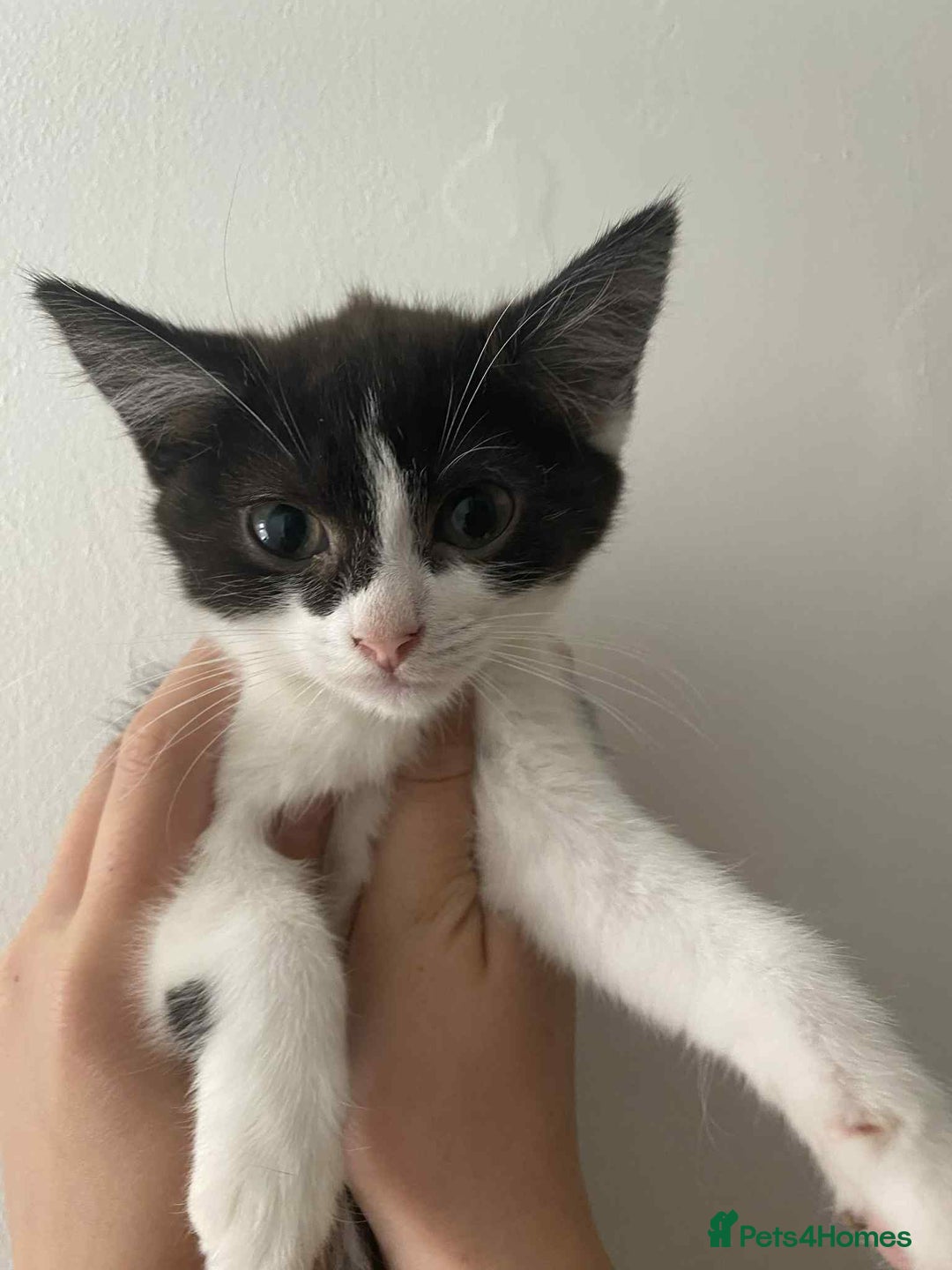 Snowshoe cats for sale: 🐾Gorgeous Kittens Ready for Forever Homes 🏡✨ - Image 7