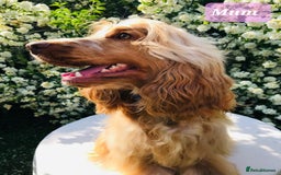 Cocker Spaniel dogs for sale: Show Type Health Tested, KC Reg puppies  - Image 8