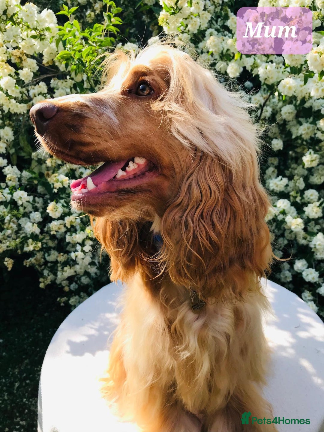 Cocker Spaniel dogs for sale: Show Type Health Tested, KC Reg puppies  - Image 8