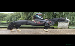 Welsh Section D horses for sale: Ebony - A 148 with huge potential !! - Image 6