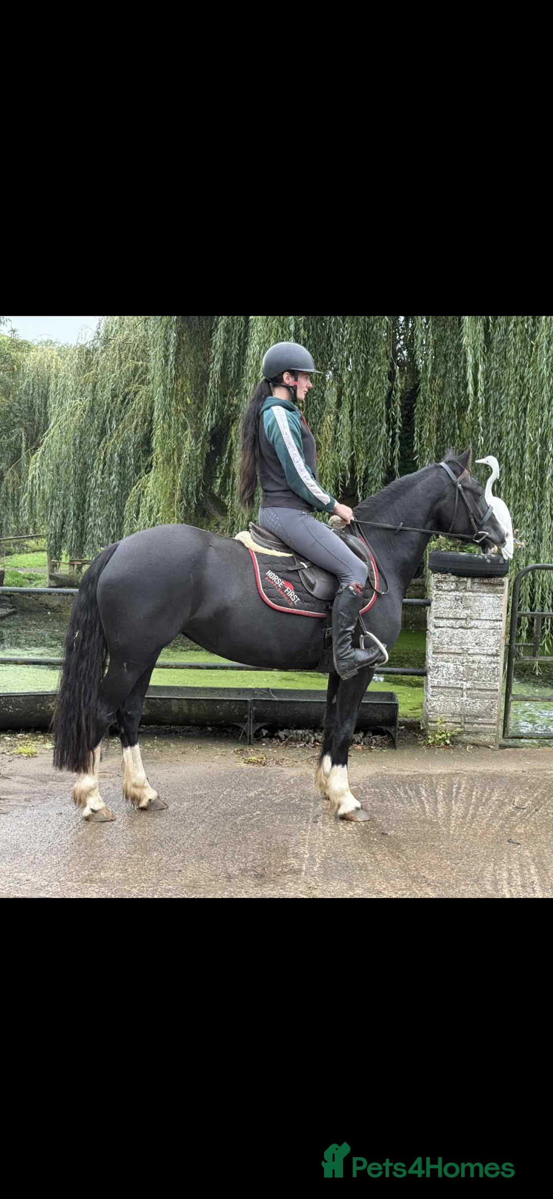 Welsh Section D horses for sale: Ebony - A 148 with huge potential !! - Image 6