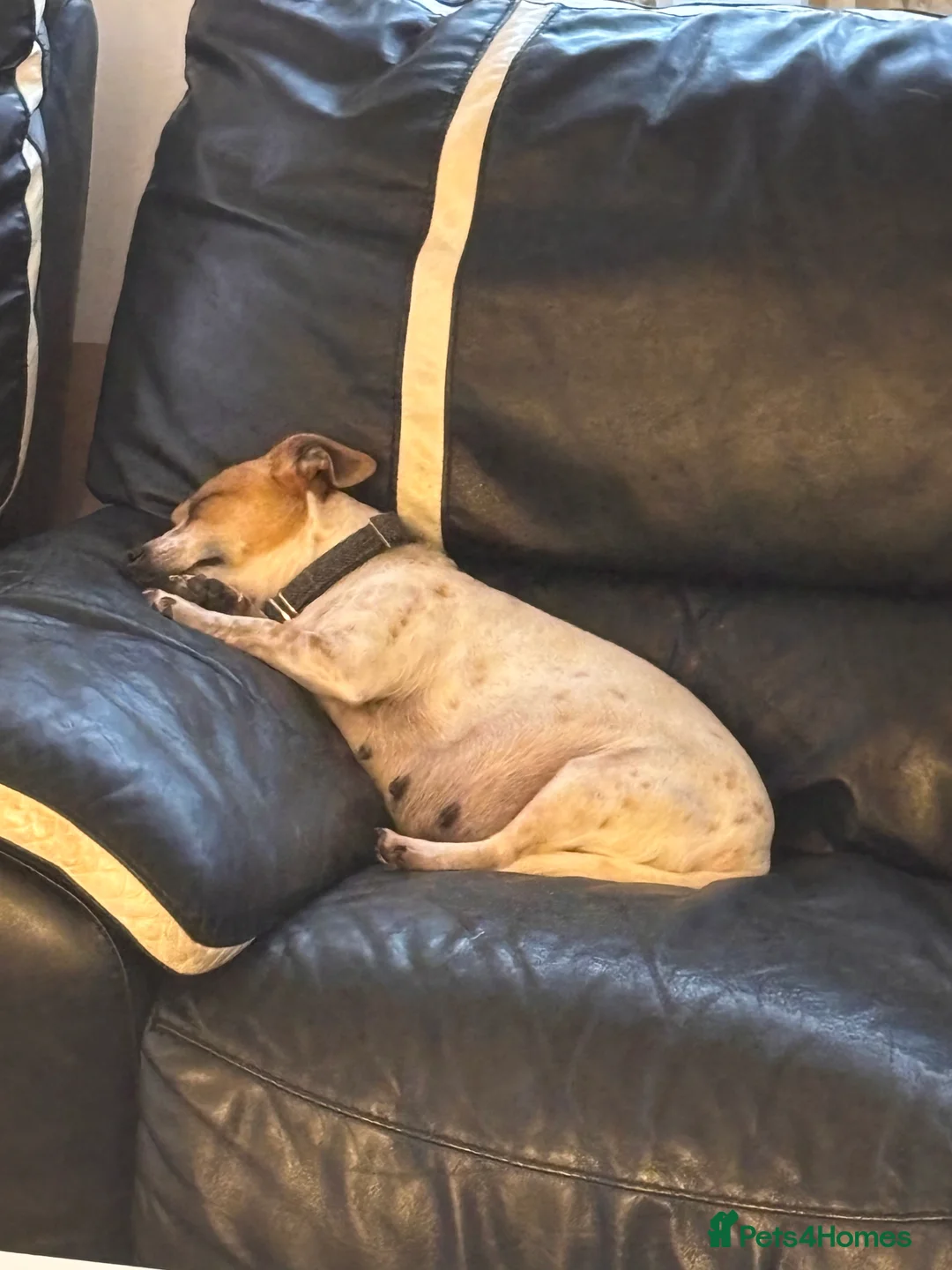 Jack Russell dogs for sale: Puppies Looking for Their Forever Homes 🐶💛 - Advert 5