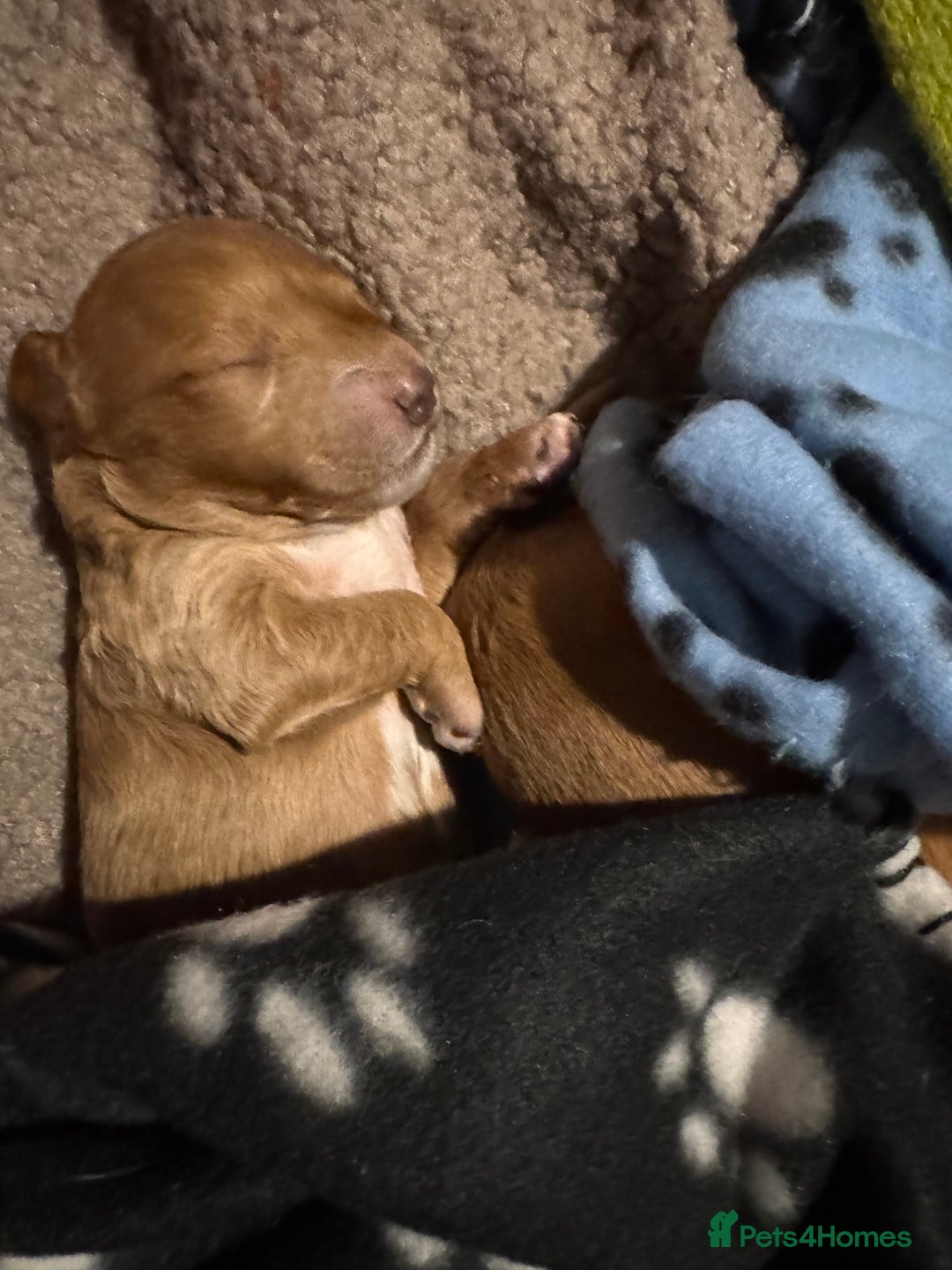 Cockapoo dogs for sale: Red Cockapoo girls F1b - Advert 1