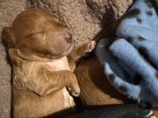 Cockapoo dogs Red Cockapoo girls F1b - Advert 1