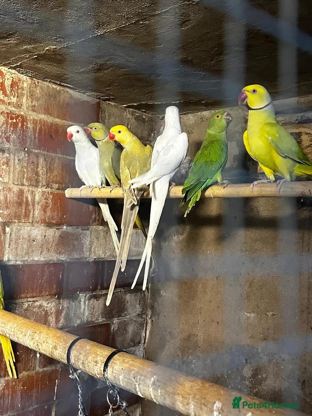Mixed Breed birds for sale: Birds for sale *read description*  - Advert 1