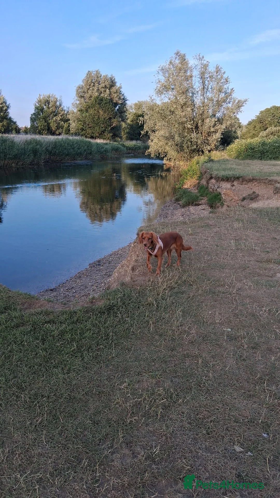 Cocker Spaniel dogs for sale: Red Cocker Spaniel Puppy in Bournemouth - Advert 2