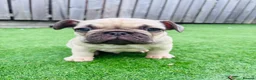 French Bulldog dogs for sale: French Bulldog Puppies - Fawn/Cream - Advert 8