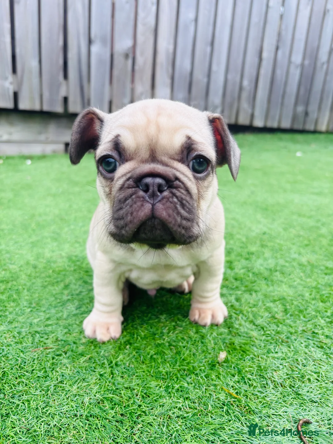 French Bulldog dogs for sale: French Bulldog Puppies - Fawn/Cream - Advert 8