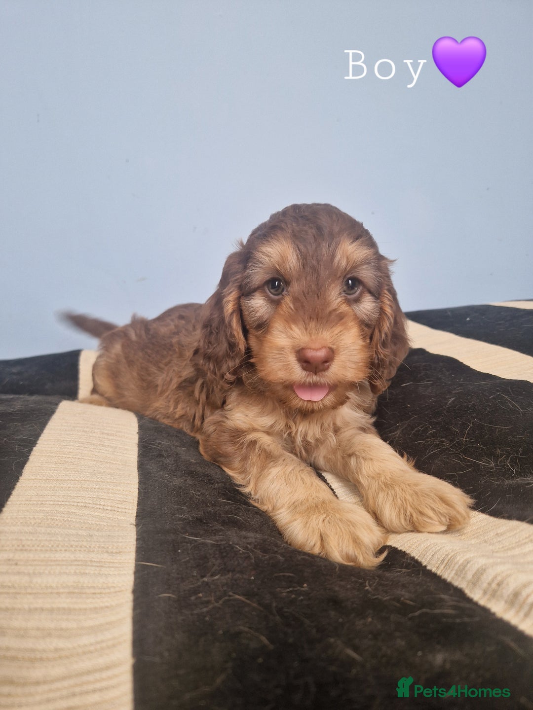 Cockapoo dogs for sale: Miniature cockapoo puppies - Image 10