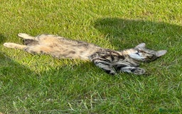 Mixed Breed cats for sale: Tabby Male cat (Luffy) - 2 years old - Image 1