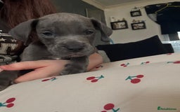 Great Dane dogs for sale: Great dane  - Image 1