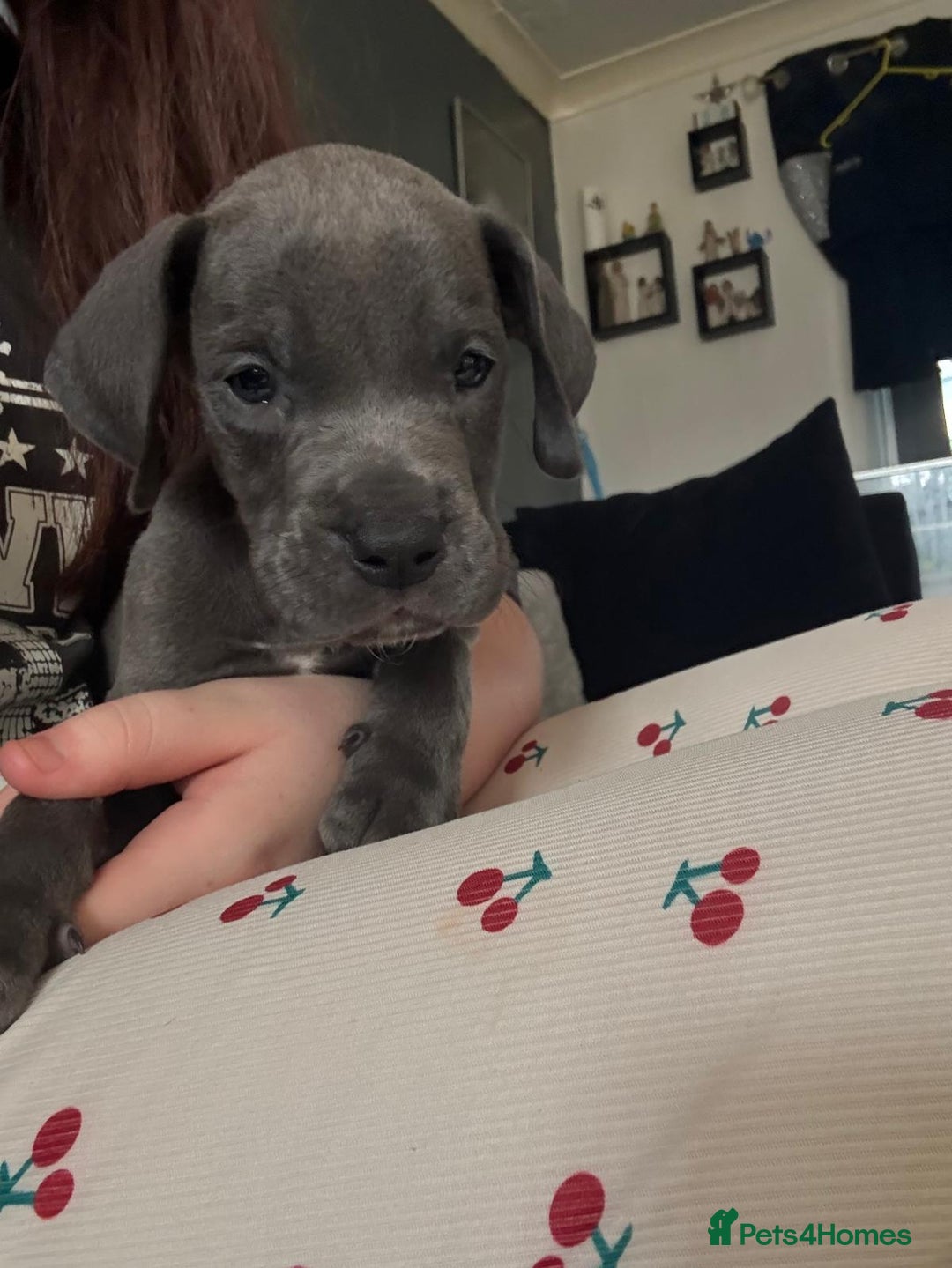 Great Dane dogs for sale: Great dane  - Image 1