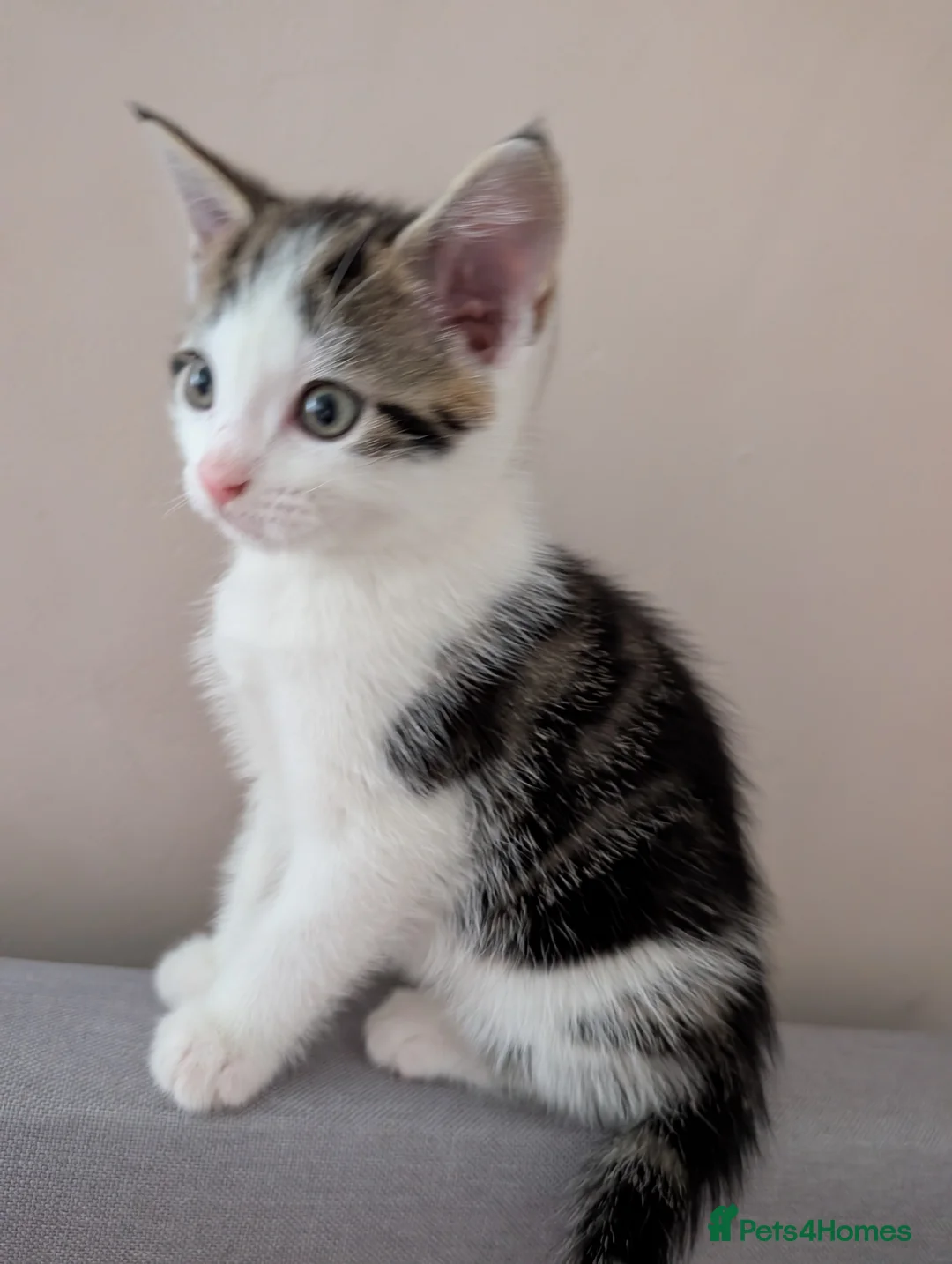 Mixed Breed cats for sale: Beautiful kittens  in Southampton - Advert 27