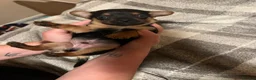 Chiweenie dogs for sale: 8 beautiful chiweenie‘s for sale - Advert 4