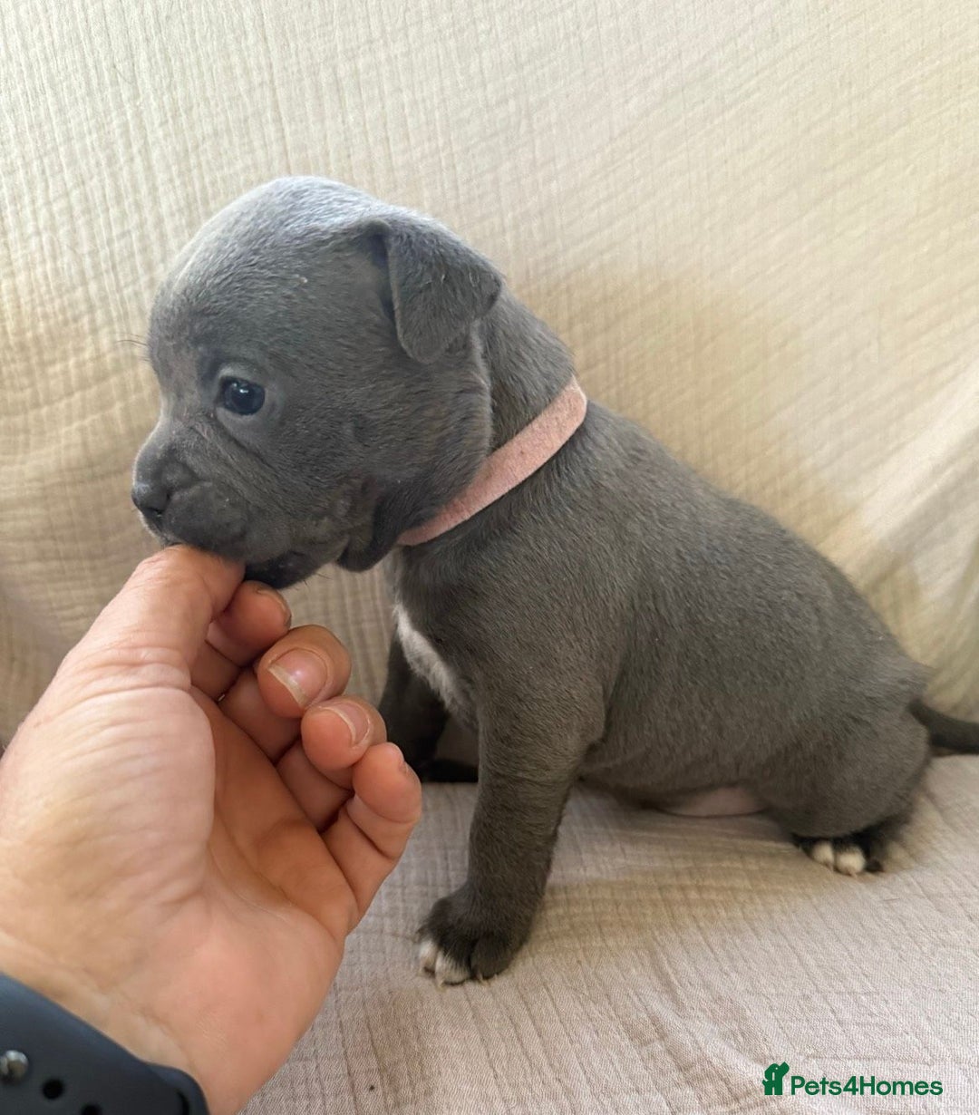 Staffordshire Bull Terrier dogs for sale: ✨ Blue Staffy Bull Terrier Pups Loving & Healthy ✨ - Image 7