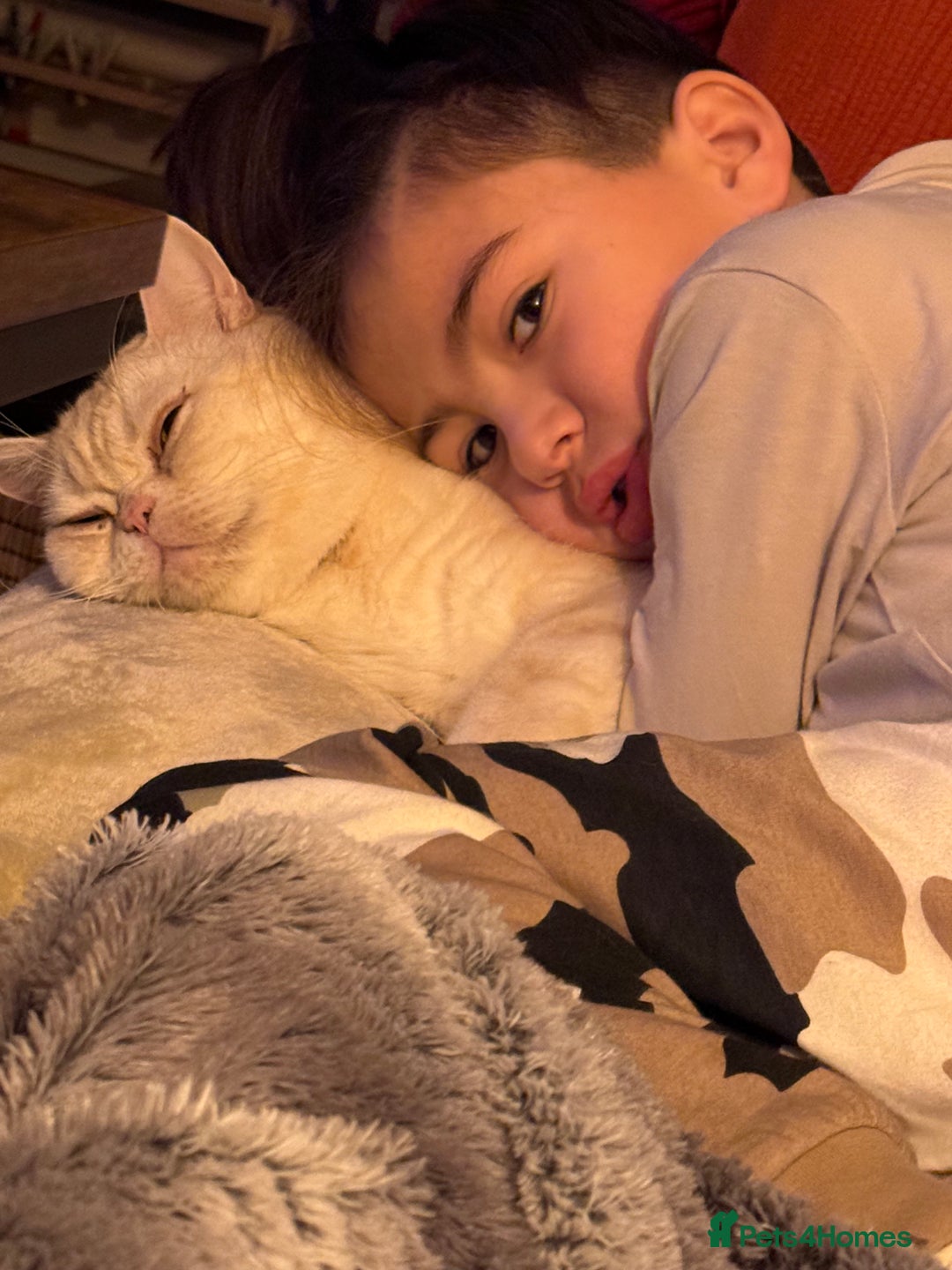 Domestic Shorthair cats for sale: Red Silver Domestic Shorthair - Image 11