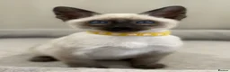 Siamese cats for sale: GCCF Registered Traditional Siamese Kittens.  - Advert 4