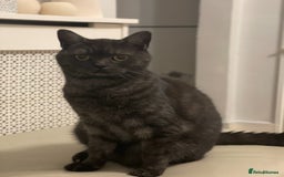 Brazilian Shorthair cats for sale: Half British shorthair  - Image 6
