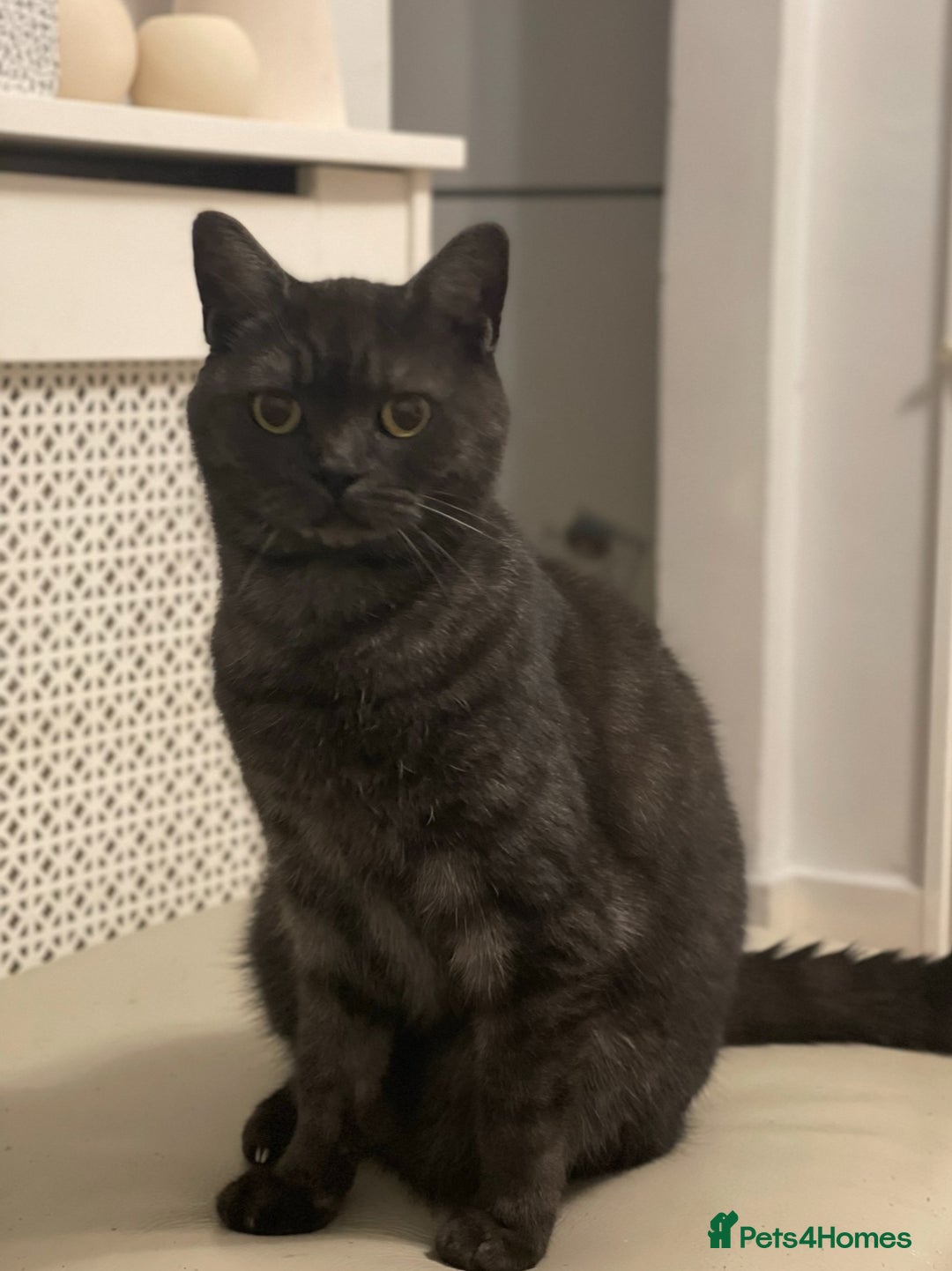 Brazilian Shorthair cats for sale: Half British shorthair  - Image 6