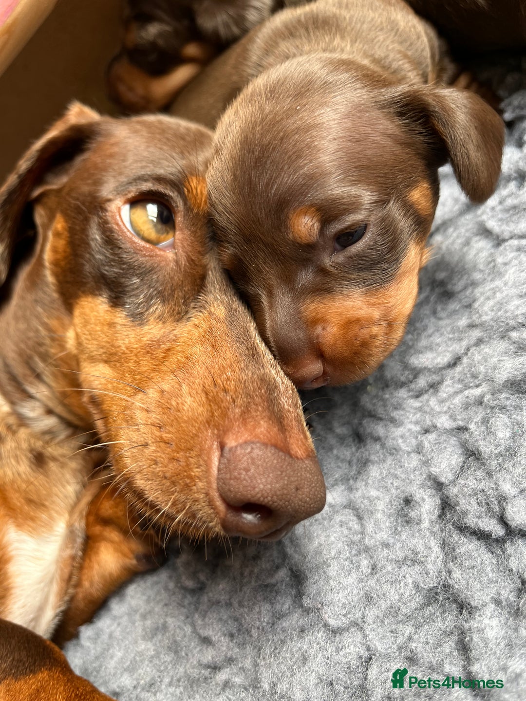 Miniature Dachshund dogs for sale: Kc Miniature dachshund smooth hair puppies  - Image 11