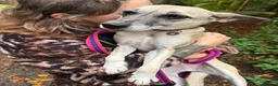 Mixed Breed dogs for adoption: Verity - Poringland Norfolk  in Norwich - Advert 7