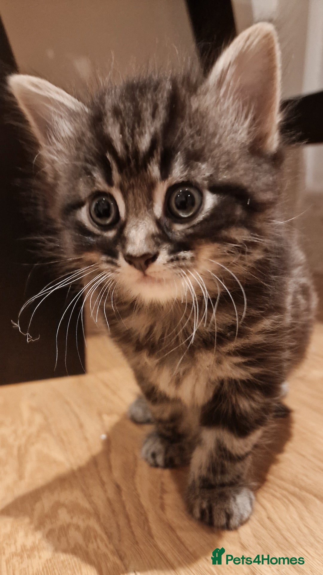 Mixed Breed cats for sale: Gorgeous Mixed Breed Main Coon Kittens  - Image 23
