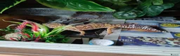Gecko reptiles for sale: Multiple species of geckos and frog for sale  - Advert 5