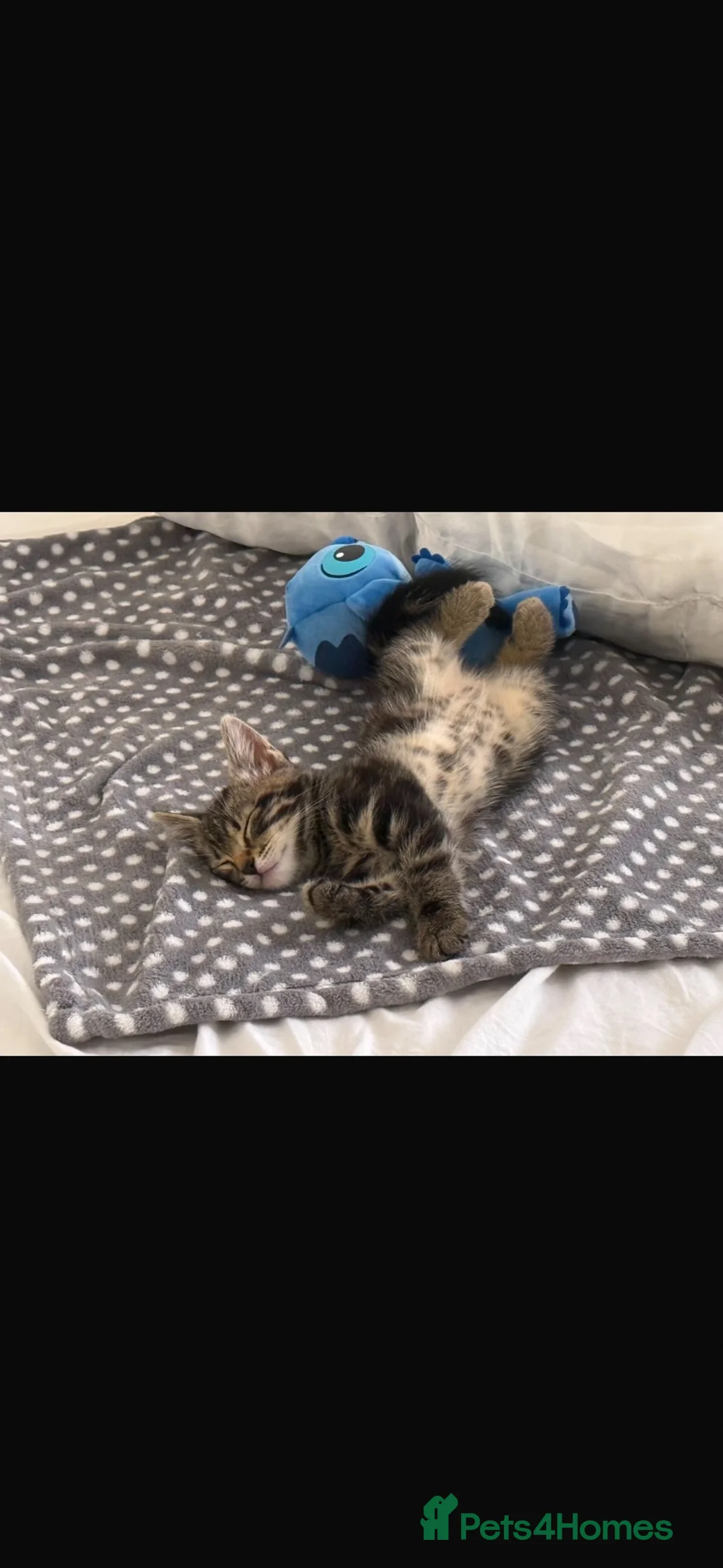 Domestic Shorthair cats for sale: Cat-lilo - Advert 4