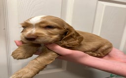 Cocker Spaniel dogs for sale: Gorgeous show type cocker spaniel  - Image 19