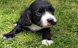 Cocker Spaniel dogs for sale: KC registered working cocker spaniel puppies. - Image 23