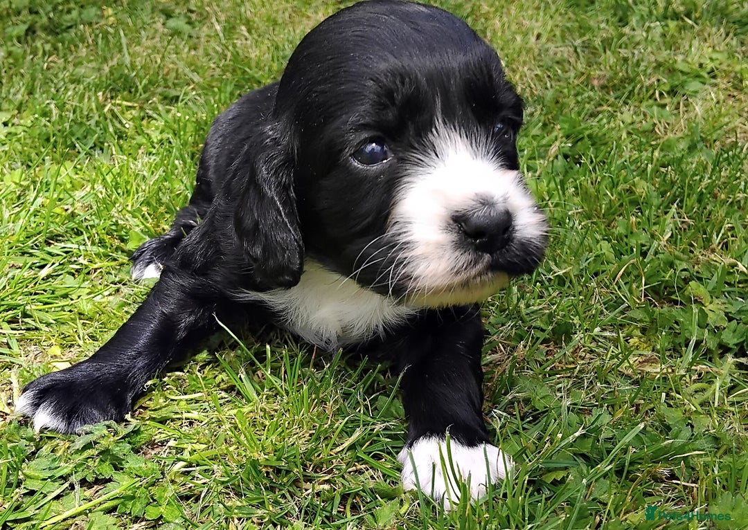 Cocker Spaniel dogs for sale: KC registered working cocker spaniel puppies. - Image 23