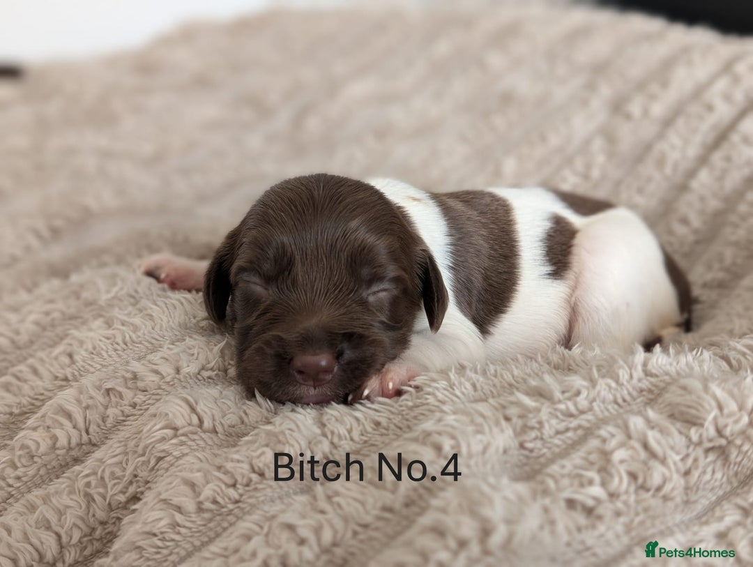 English Springer Spaniel dogs for sale: Springer Spaniel Puppies For Sale! - Image 8
