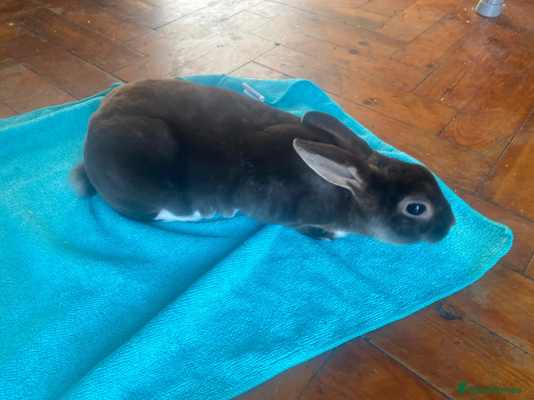 Mini Lop rabbits for sale: Mini Rex rabbit boy in London - Advert 1