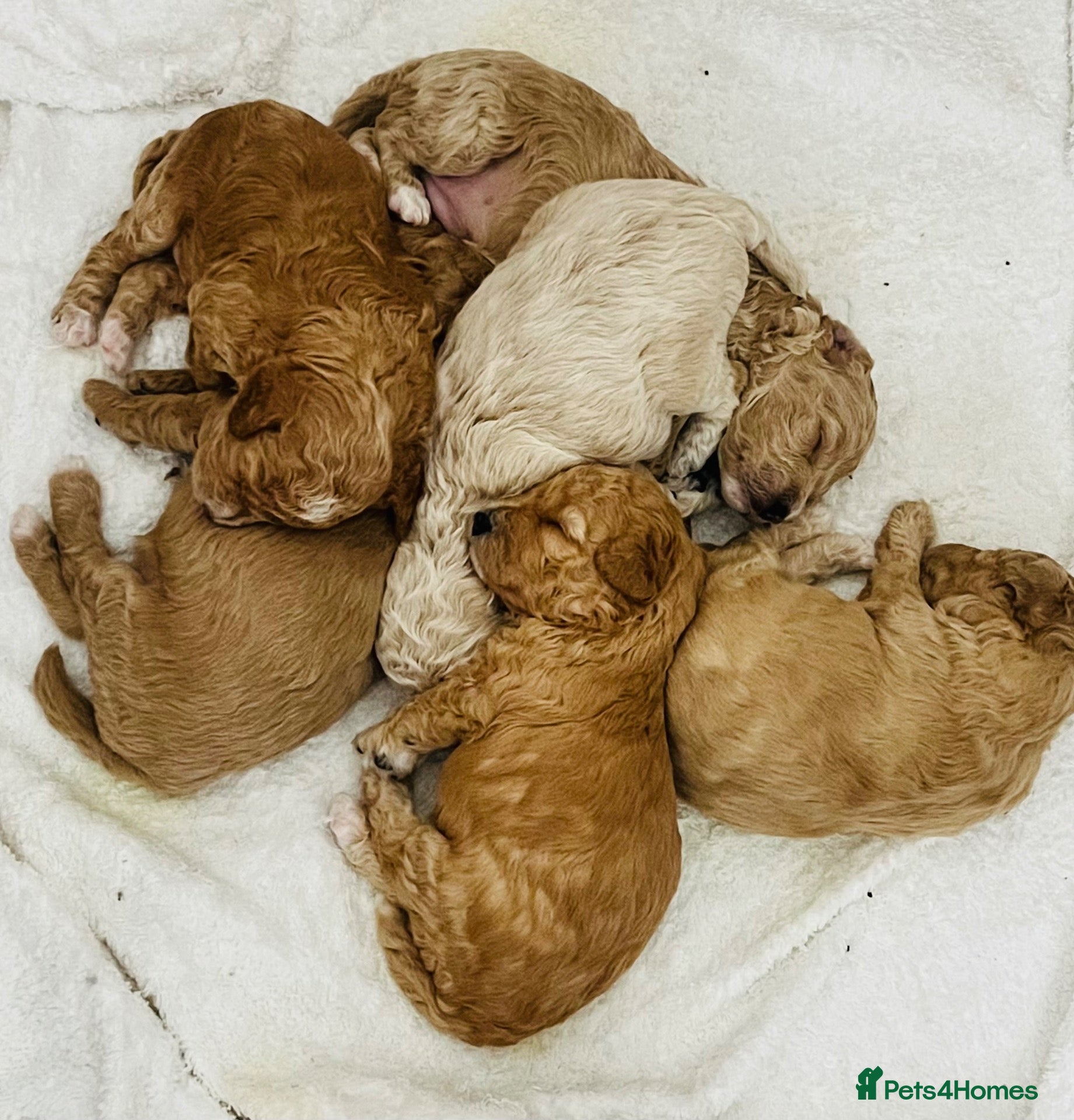 Cavapoochon dogs READY TO RESERVE - CAVAPOOCHON LITTER - Advert 5