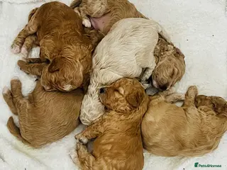 Cavapoochon dogs READY TO RESERVE - CAVAPOOCHON LITTER - Advert 5