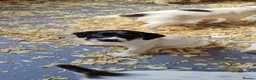 English Springer Spaniel dogs for sale: Working springer spaniels - Advert 18