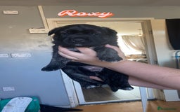 Mixed Breed dogs for sale: Rottweiler cross Akita (rokita) - Image 1
