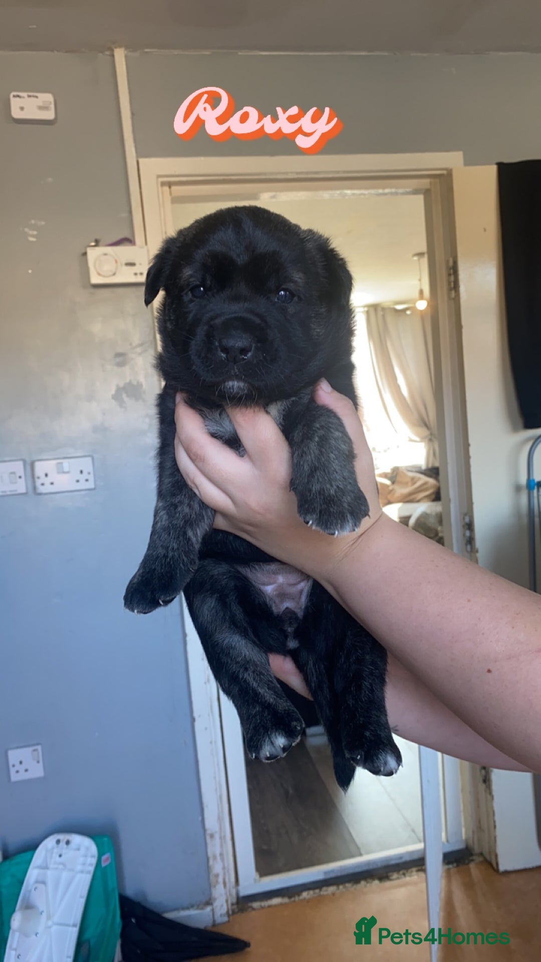 Mixed Breed dogs for sale: Rottweiler cross Akita (rokita) - Image 1