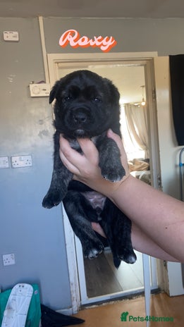 Mixed Breed dogs - Advert 2