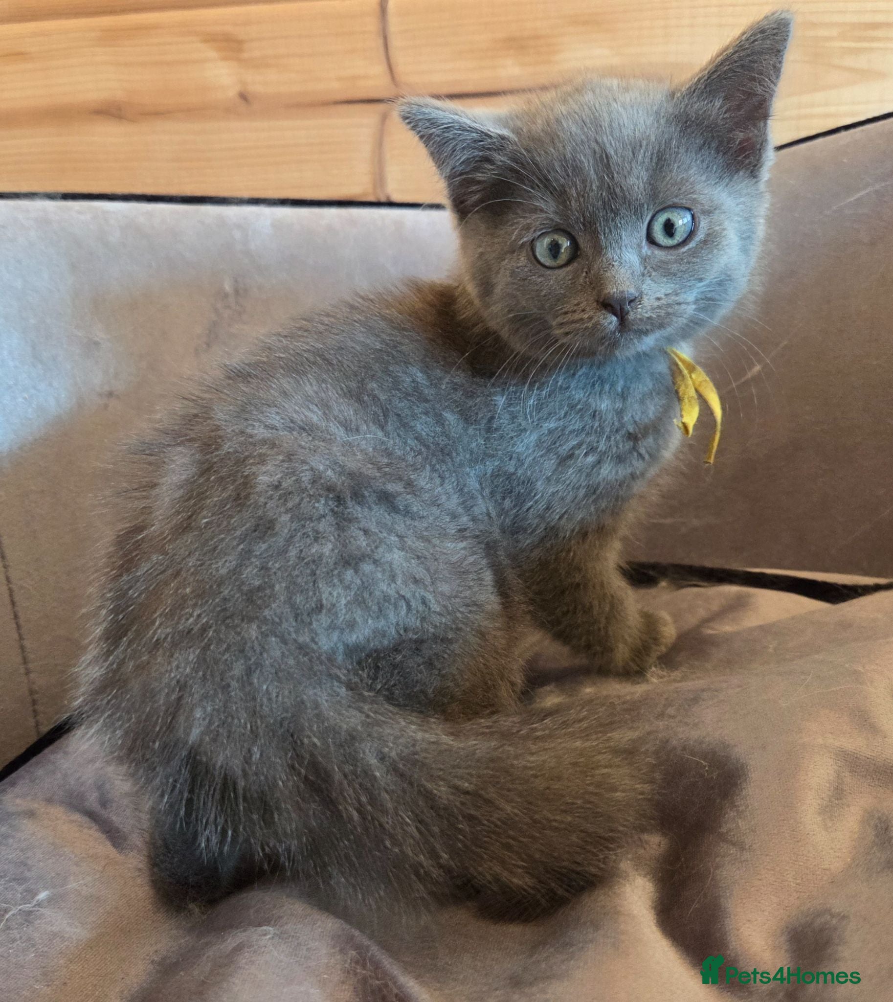 Ragdoll cats Ragdoll x British Short hair Ready now  - Advert 5
