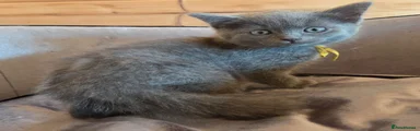 Ragdoll 2