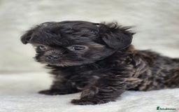 Shih Tzu dogs for sale: Gorgeous Small Imperial Shih tzu puppies READY - Image 19