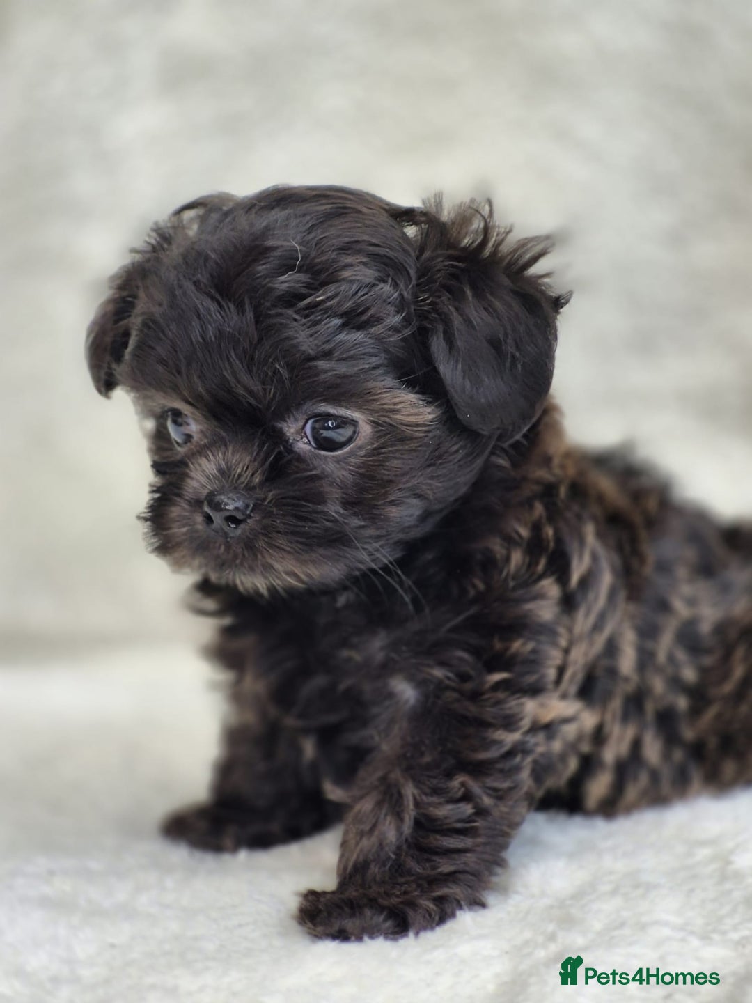 Shih Tzu dogs for sale: Gorgeous Small Imperial Shih tzu puppies READY - Image 19