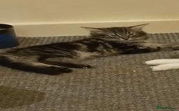 Mixed Breed cats for sale: Norwegian forest/black Bengal  - Image 9