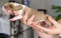 English Bull Terrier dogs for sale: English bull terrier puppies KC registered  - Image 9