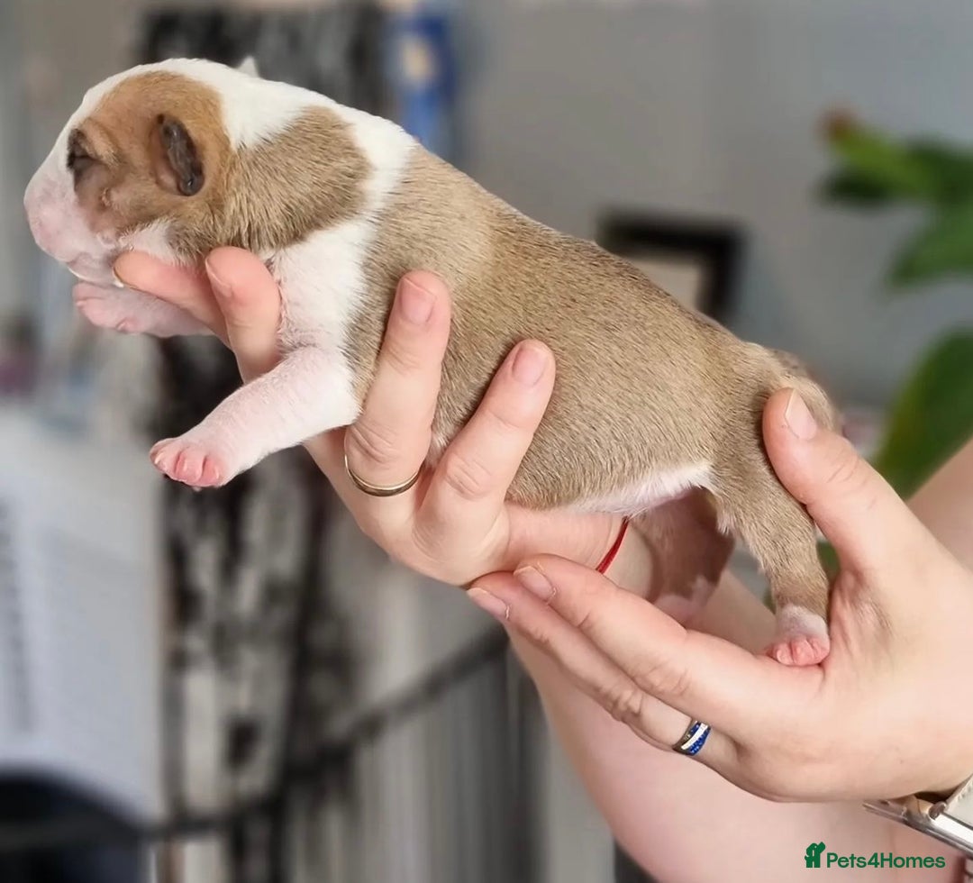 English Bull Terrier dogs for sale: English bull terrier puppies KC registered  - Image 9