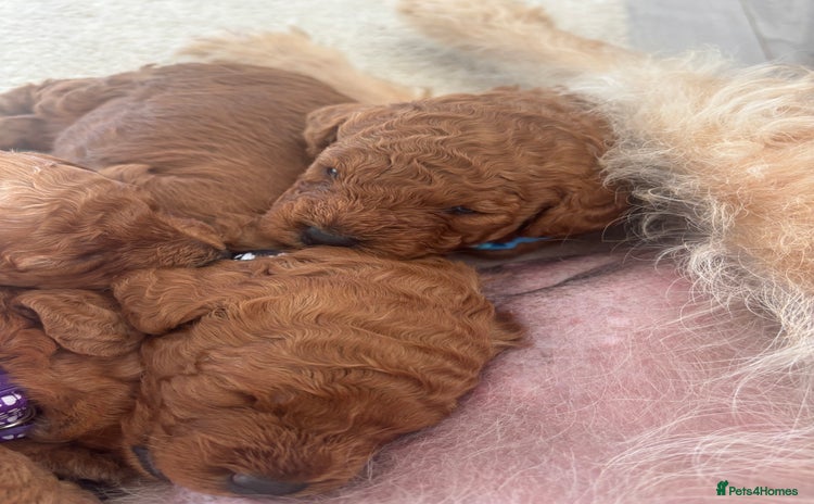 Labradoodle dogs - Advert 2