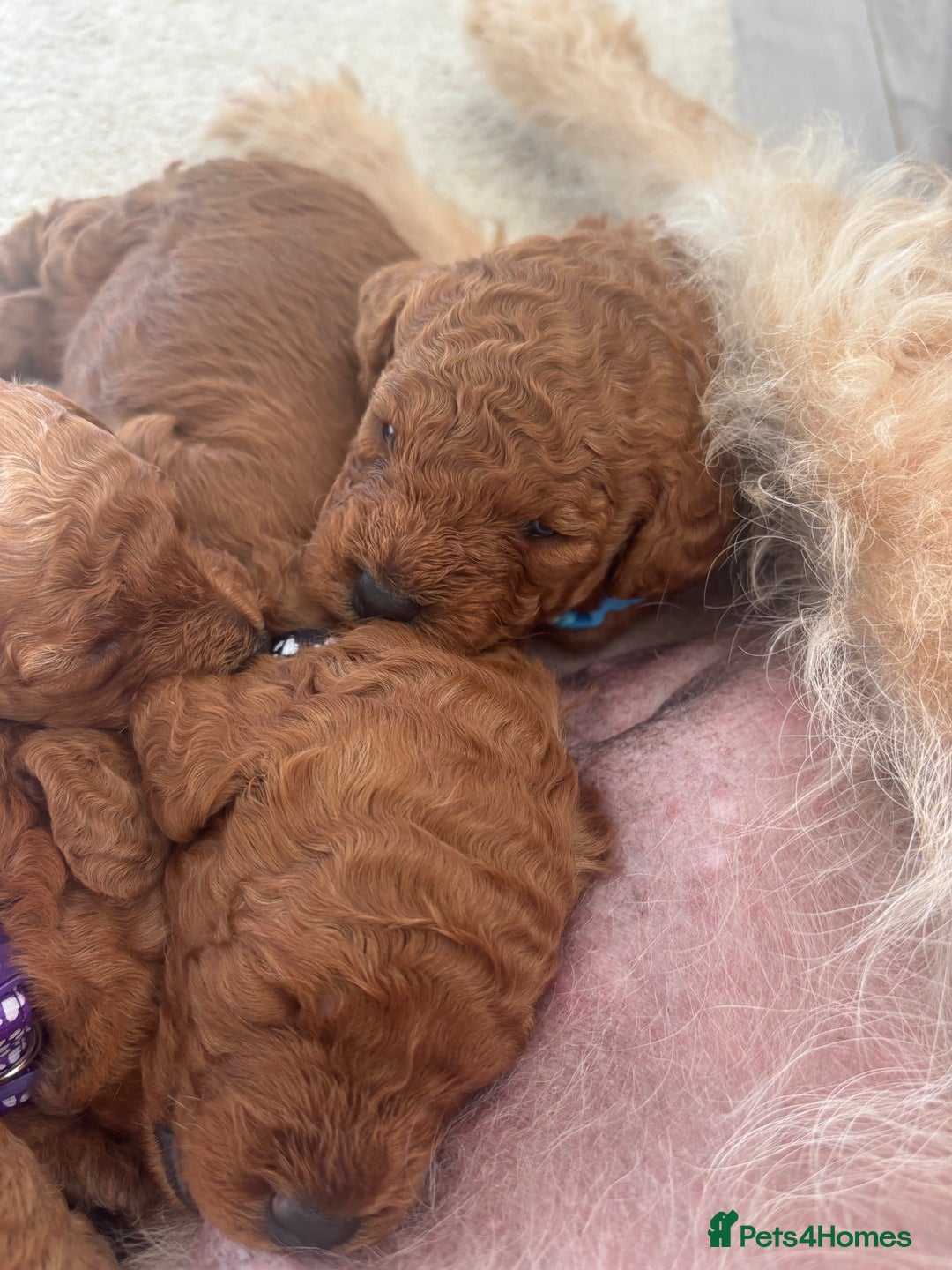 Labradoodle dogs for sale: 🐾AVAILABLE TO VIEW! - Fox Red Labradoodle Pups 🐾 - Image 11