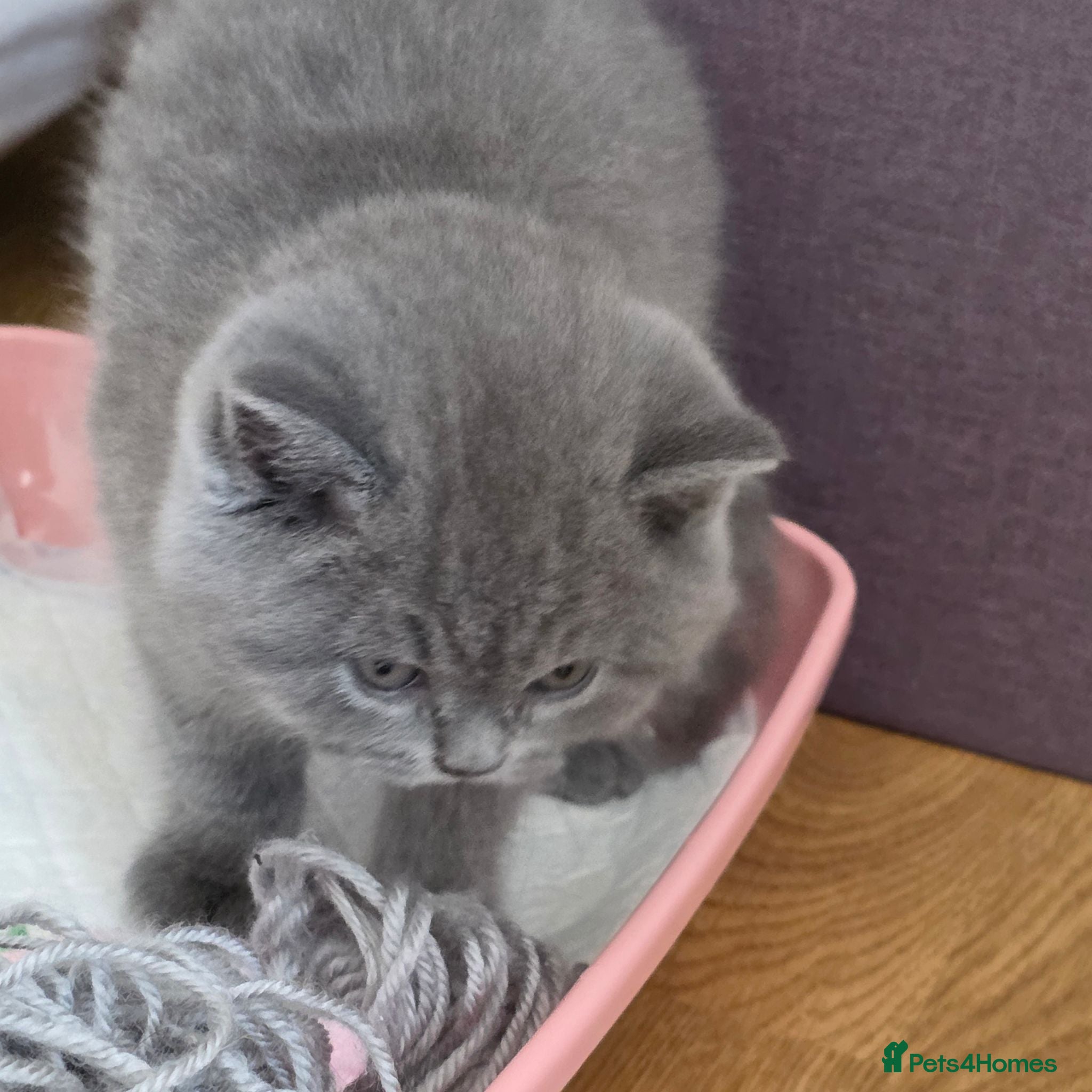 British Shorthair cats British Shorthair Kittens | Champion Lines - Advert 2